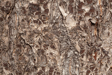 Graue Baumrinde an einem Baumstamm, Borke, Holztextur, Hintergrund, Deutschland, Europa