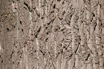 Graue Baumrinde an einem Baumstamm, Borke, Holztextur, Hintergrund, Deutschland, Europa