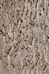 Graue Baumrinde an einem Baumstamm, Borke, Holztextur, Hintergrund, Deutschland, Europa