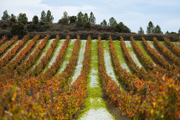 Evening light over autumn vineyard estate in La Rioja, Spain, capturing vine rows, winery silhouette and vintage wine tones reflecting the essence of harvest season.