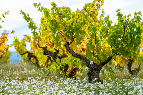 Rows of vine plants in autumn colors forming geometric vineyard patterns across La Rioja, Spain, revealing the vintage wine estate and winery framed by rolling hills.