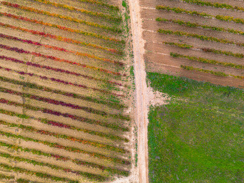 Aerial diagonal view of colorful vineyard rows during autumn harvest in La Rioja, Spain, revealing vine patterns and a vintage wine estate connected to the traditional winery landscape.