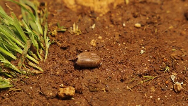 Close-up of a female tick walking on soil after dropping from its host, searching for a place to lay eggs. Ideal for medical, veterinary, and parasitology content about zoonotic disease transmission.