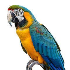 Fototapeta premium Majestic Blue and Gold Macaw Parrot Perched on a Branch on Black Background