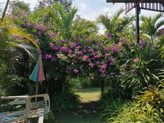 blooming violet flower with door arch on background