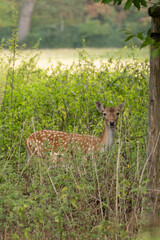 Spotted deer standing near forest edge in warm light vertical