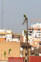 Parrots on antenna against city background Vertical