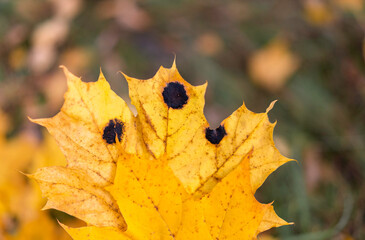 Autumn Maple Leaf with Black Tar Spots