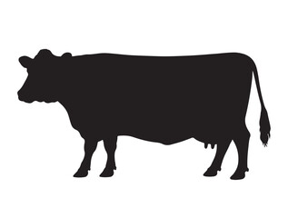 Ayrshire cow in silhouette white background.