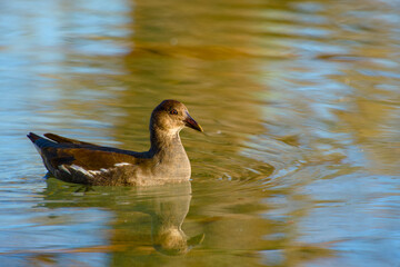 A young common moorhen swimming on a calm pond with reflections of blue and golden tones on the water surface