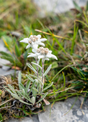 A protected plant. Edelweiss (Leontopodium nivale (Ten.) A.Huet ex Hand.-Mazz.) is a mountain flower belonging to the daisy or sunflower family Asteraceae.