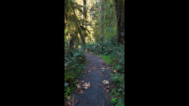 4K smooth stabilized walking footage through Maple Glade Rain Forest Trail in Olympic National Park, USA, showing lush green moss, ferns, and autumn leaves covering the forest path during fall season