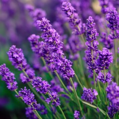 Obraz premium Lavender blooms in a sunny garden, showcasing vibrant purple flowers and lush green foliage during the early summer season