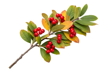 Obraz premium A leafy branch with red berries, isolated on white or transparent background. PNG