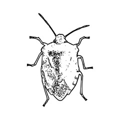 green shieldbug silhouette vector