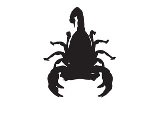 Scorpion top view in silhouette white background.