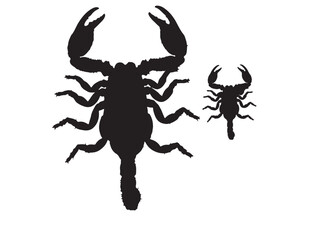 Tanzanian Red Claw Scorpion icon top view in silhouette white background.