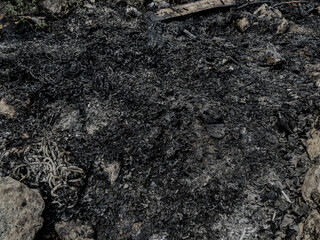 A dark, textured background of charred wood, black ash, and burned debris, representing the remnants of a fire, deforestation, or organic decay.