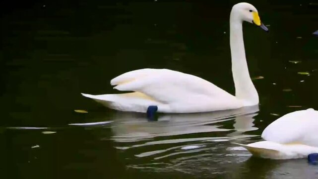 Singschw&auml;ne (Cygnus cygnus) &ndash; Paar schwimmt im ruhigen Wasser, Oberlausitz, Deutschland