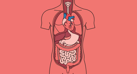 Illustration of the human body with visible internal organs, including the heart, stomach, and intestines.