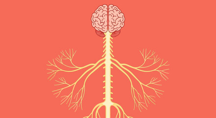 Obraz premium Illustration of the human nervous system on a red background.