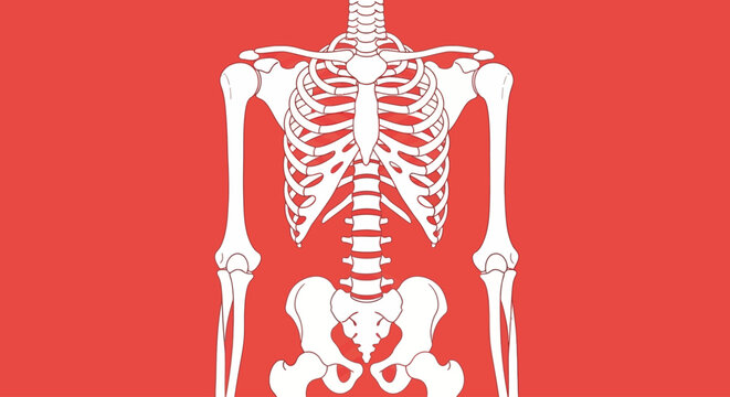 Illustration of a human skeleton torso on a red background.