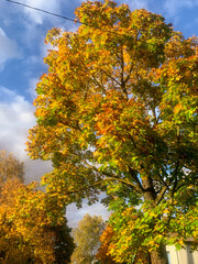 Fototapeta premium Colorful Autumn Tree with Golden and Green Leaves Under Blue Sky