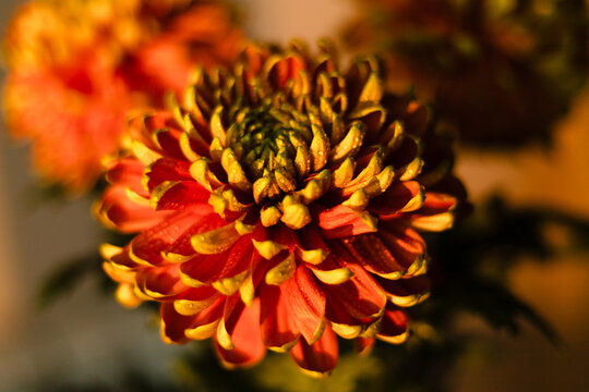 Fresh orange and yellow chrysanthemums with water drops