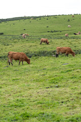 Cows among green pastures under a blue sky