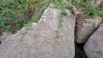 large textured rock with creeping vines and green foliage background