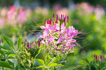 Background of pink spider flower