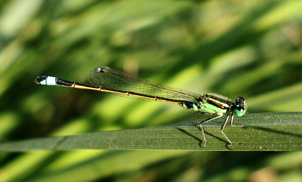 selective image of a beautiful blue damselfly on a leaf with green background at day time. This insect also known as Rambur's forktail
