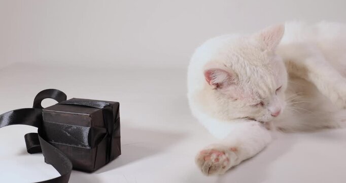 A white cat lies near a wrapped black gift with black ribbon. The cat is grooming itself and seems uninterested in the present during the shopping season.