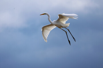 white heron in flight