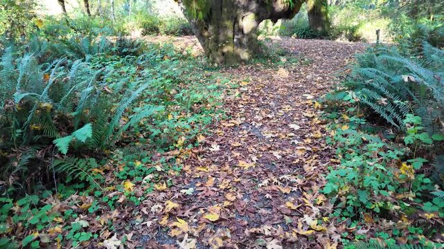 4K smooth stabilized walking footage through Maple Glade Rain Forest Trail in Olympic National Park, USA, showing lush green moss, ferns, and autumn leaves covering the forest path during fall season