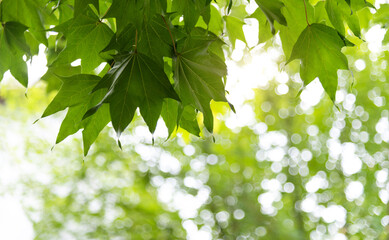Background of green maple leaves