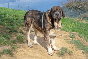 Portrait of an elegant and enormous Spanish Mastiff dog, a sheepdog