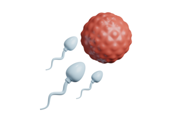 Spermatozoa approaching an egg isolated on transparent background