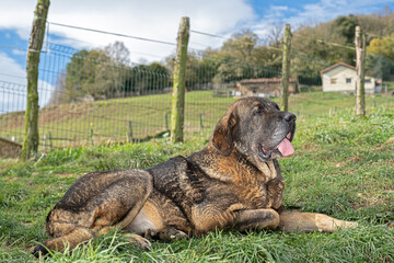 Imposing spanish mastiff, flock guardian