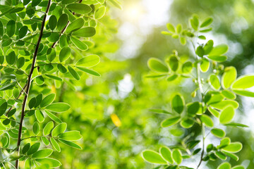Background of senna bicapsularis leaf