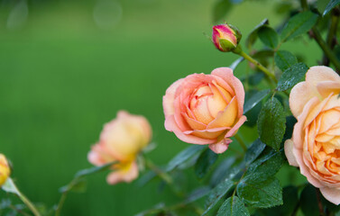Orange rose flower blooming in the garden