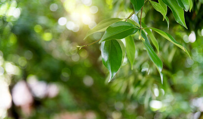 Background of fresh green leaves