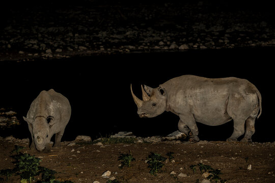 Black rhinoceros,  black rhino or hook-lipped rhinoceros (Diceros bicornis) in the night. Black rhino visiting the Okaukuejo waterhole in the night in Etosha National Park in Namibia