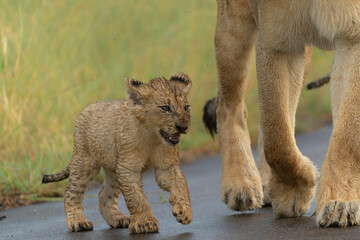 Lion cubs in the rain. these very young lion cubs are walking with mum in Kruger National Park in South Africa   