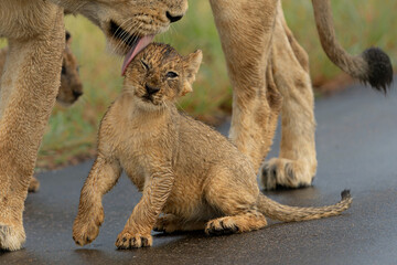Lion cubs in the rain. these very young lion cubs are walking with mum in Kruger National Park in South Africa   