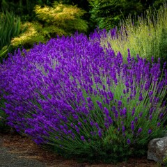Bright purple lavender blooming abundantly in a garden during the sunny afternoon hours