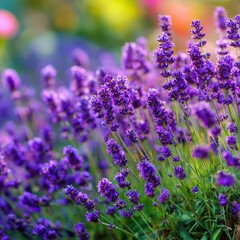 Beautiful lavender flowers bloom in a vibrant garden during late spring sunshine