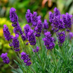 Lavender blooms create a vibrant display in a serene garden setting during the warm afternoon sun in summer