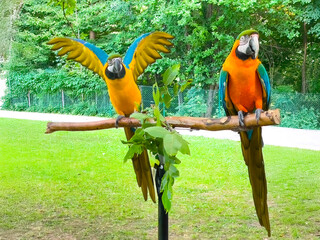 Two large, colorful macaws perched on a horizontal branch stand. The birds, likely Blue-and-yellow Macaws, are showcased against a backdrop of a green lawn and a line of leafy trees.