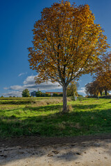 Ein herbstlicher Baum auf einer Wiese mit klarem Himmel und sanften Wolken in der Nähe eines Dorfes